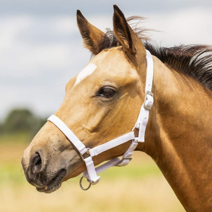 Fohlenhalfter Adjustable Weiß in der Gruppe Pferdezubehör & Pferdebedarf / Halfter / Fohlenhalfter bei Equinest (1047WIV1WH_r)