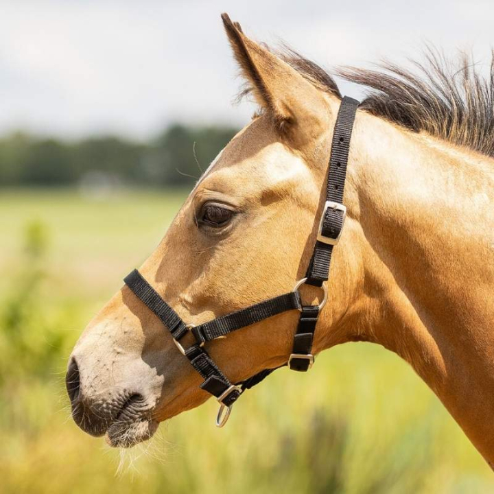 Fohlenhalfter Adjustable Schwarz in der Gruppe Pferdezubehör & Pferdebedarf / Halfter / Fohlenhalfter bei Equinest (1047ZWV1BA_r)