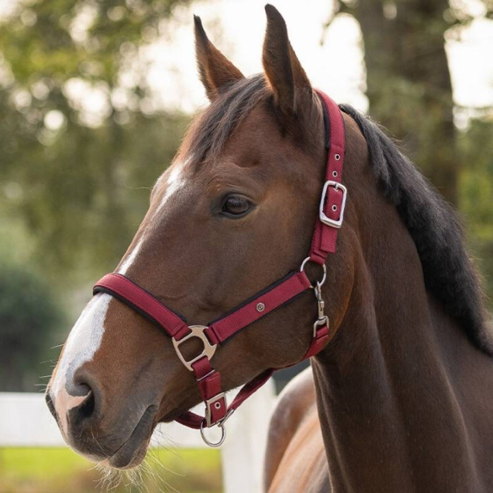 Halfter Deluxe Bordeaux in der Gruppe Pferdezubehör & Pferdebedarf / Halfter / Stoff- & Nylonhalfter bei Equinest (1125BO3WN_r)
