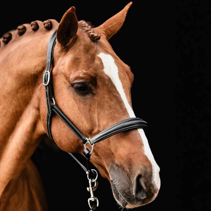 Lederhalfter Frisco F Schwarz in der Gruppe Pferdezubehör & Pferdebedarf / Halfter / Lederhalfter bei Equinest (1310000141BA_r)
