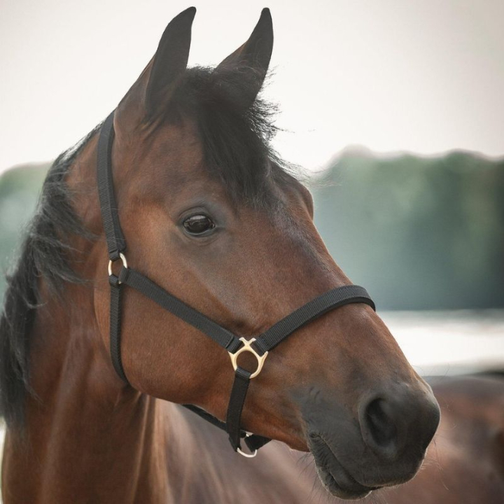 Halfter Track Schwarz in der Gruppe Pferdezubehör & Pferdebedarf / Halfter / Stoff- & Nylonhalfter bei Equinest (245716BA_r)