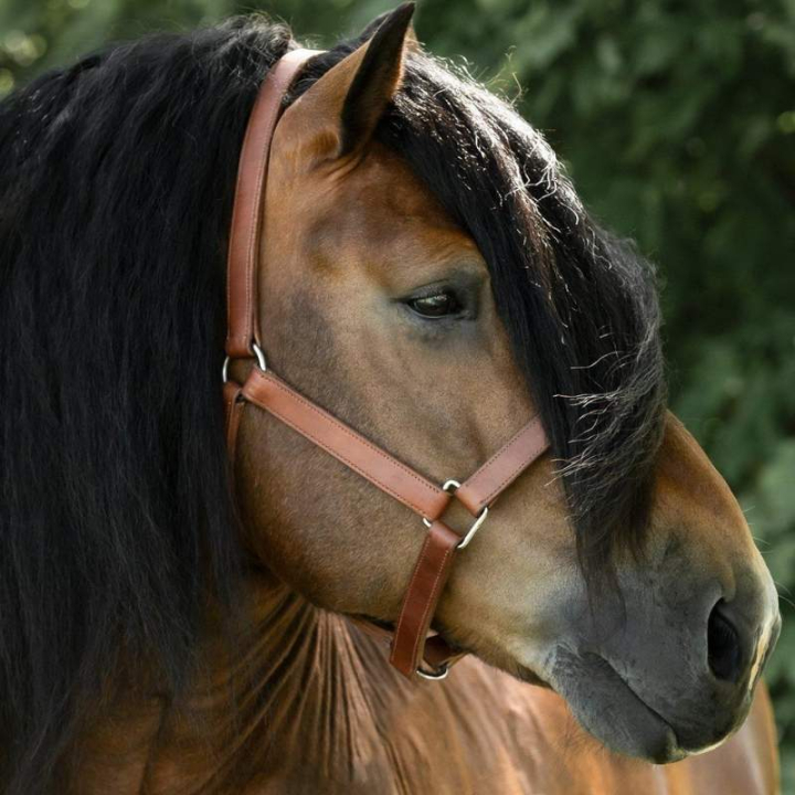 Lederhalfter Draft Oak Bark in der Gruppe Pferdezubehör & Pferdebedarf / Halfter / Lederhalfter bei Equinest (245950OB_r)
