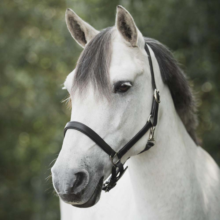 Lederhalfter Slim Basic Schwarz in der Gruppe Pferdezubehör & Pferdebedarf / Halfter / Lederhalfter bei Equinest (246512BA_r)
