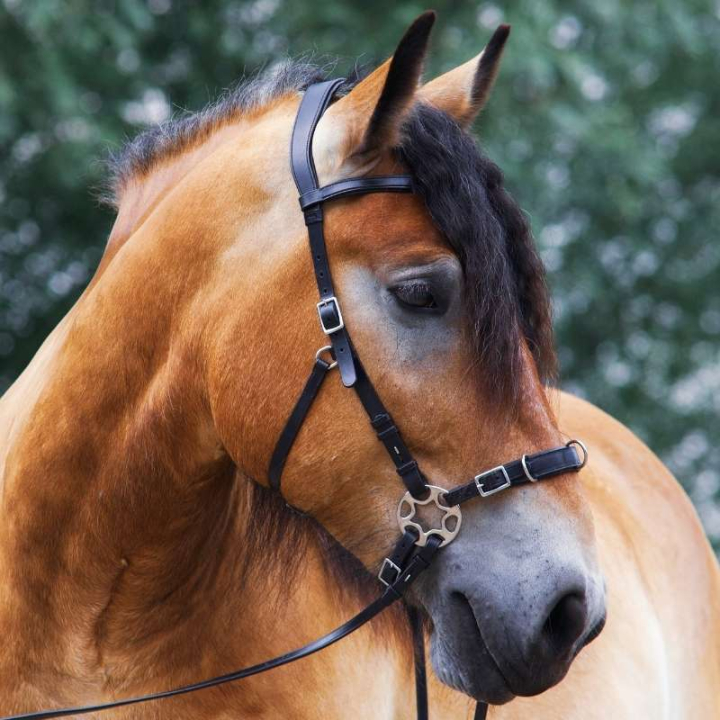 Gebisslose Trense Caval Cavemore Schwarz in der Gruppe Pferdezubehör & Pferdebedarf / Zaumzeug & Stirnriemen / Hackamore & Gebisslose Trensen bei Equinest (3320531817BA_r)