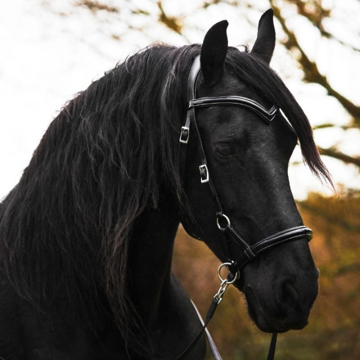 Gebisslose Trense Isabel Sidepull Schwarz in der Gruppe Pferdezubehör & Pferdebedarf / Zaumzeug & Stirnriemen / Hackamore & Gebisslose Trensen bei Equinest (3330561817BA_r)