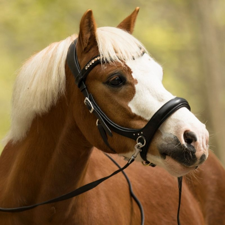 Gebisslose Trense Rebecca Sidepull Schwarz in der Gruppe Pferdezubehör & Pferdebedarf / Zaumzeug & Stirnriemen / Hackamore & Gebisslose Trensen bei Equinest (3330831817BA_r)