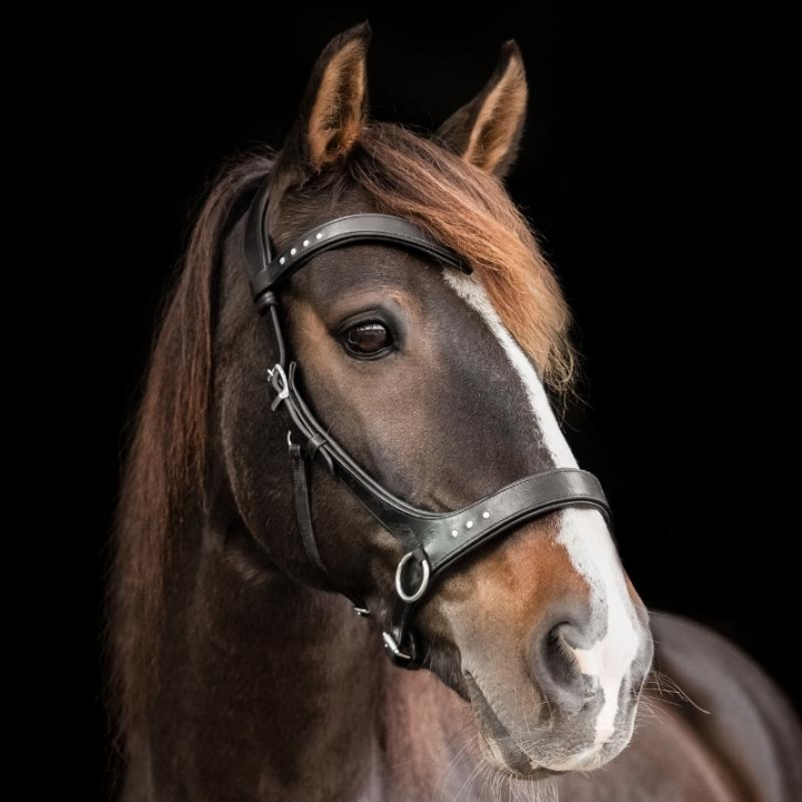 Gebisslose Trense Glory Sidepull Schwarz in der Gruppe Pferdezubehör & Pferdebedarf / Zaumzeug & Stirnriemen / Hackamore & Gebisslose Trensen bei Equinest (3331081717BA_r)
