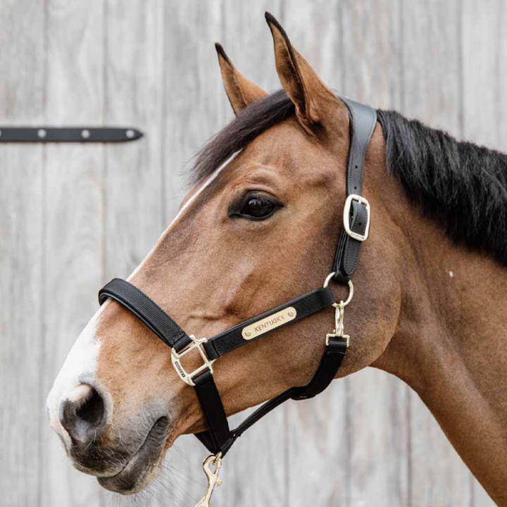 Halfter Anatomic Nylon Schwarz in der Gruppe Pferdezubehör & Pferdebedarf / Halfter / Stoff- & Nylonhalfter bei Equinest (4256001COBBA_r)