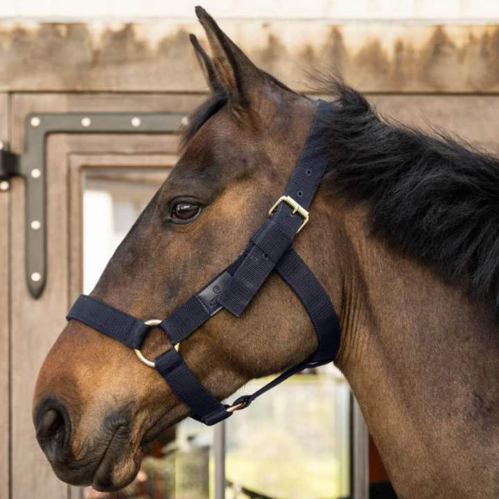 Halfter Heavy Duty Marineblau in der Gruppe Pferdezubehör & Pferdebedarf / Halfter / Stoff- & Nylonhalfter bei Equinest (4269003COBNA_r)