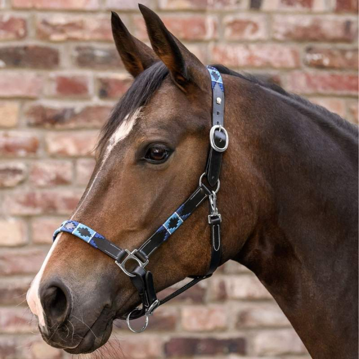 Lederhalfter Polo X-Line Schwarz/Blau in der Gruppe Pferdezubehör & Pferdebedarf / Halfter / Lederhalfter bei Equinest (5050701PBABL_r)