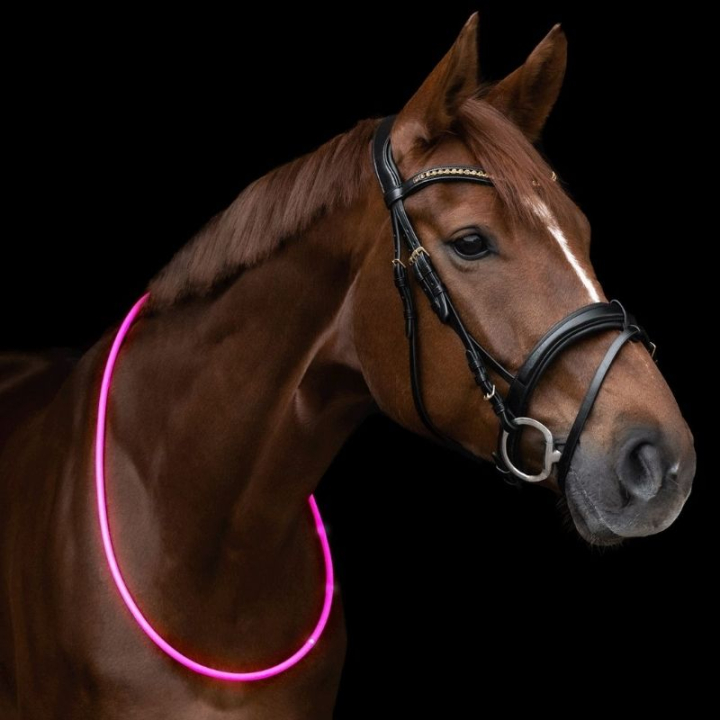 Halsring LED Light Rosa in der Gruppe Reitausrüstung / Reflexartikel bei Equinest (5733431PI)