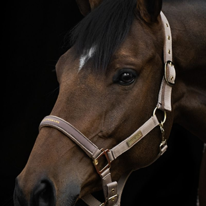 Halfter HS Equestrian Life Beige in der Gruppe Pferdezubehör & Pferdebedarf / Halfter / Stoff- & Nylonhalfter bei Equinest (602903BE_r)
