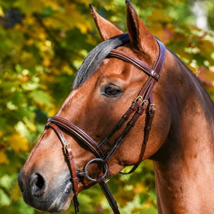 Trense Wynswood E-Logo Braun/Messing in der Gruppe Pferdezubehör & Pferdebedarf / Zaumzeug & Stirnriemen / Trensen bei Equinest (622001000302BR)