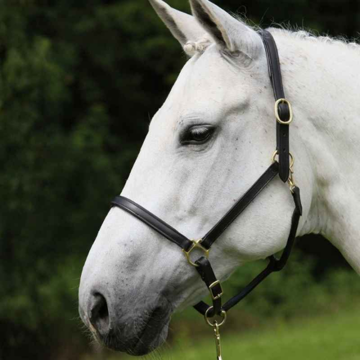 Lederhalfter Robust Schwarz in der Gruppe Pferdezubehör & Pferdebedarf / Halfter / Lederhalfter bei Equinest (808401POBA_r)