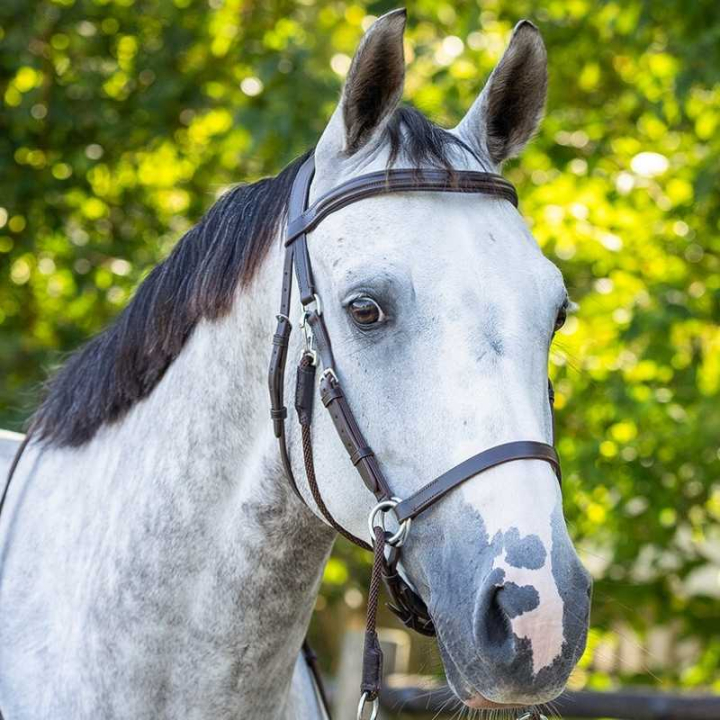 Bettloses Zaumzeug Ceto Braun in der Gruppe Pferdezubehör & Pferdebedarf / Zaumzeug & Stirnriemen / Hackamore & Gebisslose Trensen bei Equinest (9073BR1BR_r)