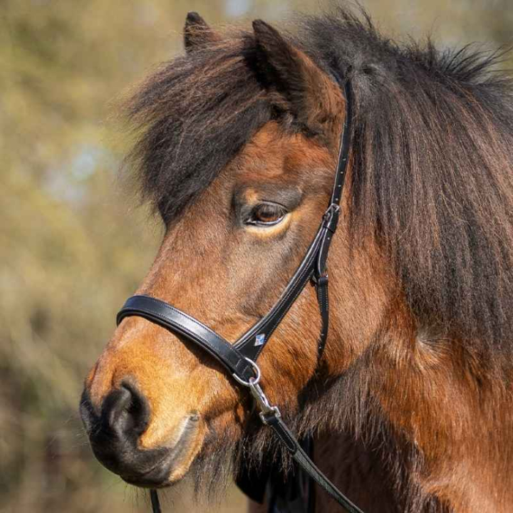 Gebisslose Trense Fjara Icelandic Schwarz in der Gruppe Pferdezubehör & Pferdebedarf / Islandpferd bei Equinest (9126ZW4BA)