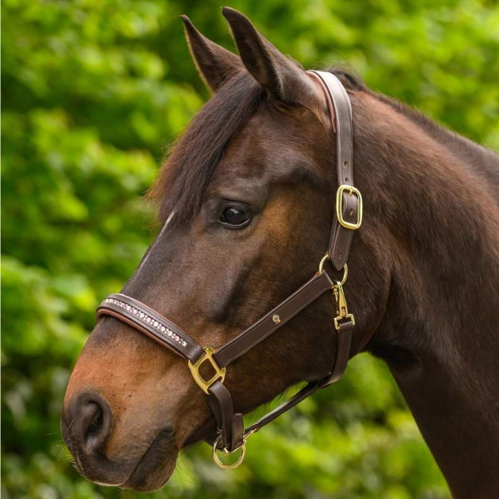 Lederhalfter Crystal X-Line Braun/Rosa in der Gruppe Pferdezubehör & Pferdebedarf / Halfter / Lederhalfter bei Equinest (9580995PBPI_r)