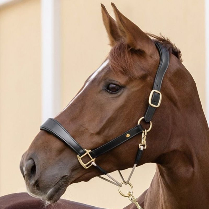 Lederhalfter Rope Royal S-Line Schwarz in der Gruppe Pferdezubehör & Pferdebedarf / Halfter / Lederhalfter bei Equinest (9809001VBA_r)