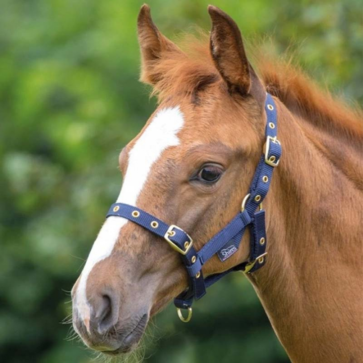 Fohlenhalfter Marineblau in der Gruppe Pferdezubehör & Pferdebedarf / Halfter / Fohlenhalfter bei Equinest (SH381MA)