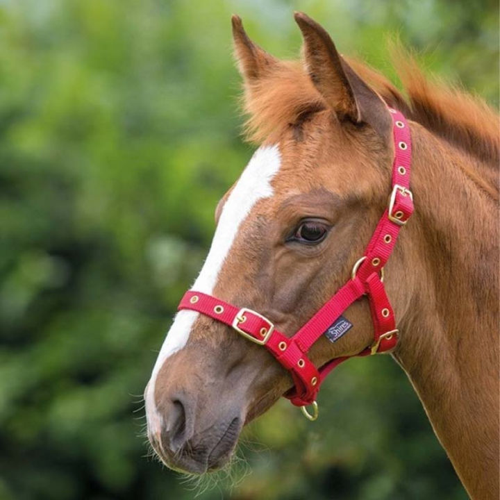 Fohlenhalfter Rot in der Gruppe Pferdezubehör & Pferdebedarf / Halfter / Fohlenhalfter bei Equinest (SH381RO)