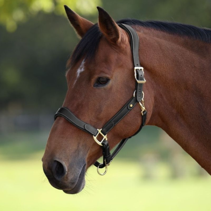 Lederhalfter LUSSO Lorca Schwarz in der Gruppe Pferdezubehör & Pferdebedarf / Halfter / Lederhalfter bei Equinest (SH425301BA_r)