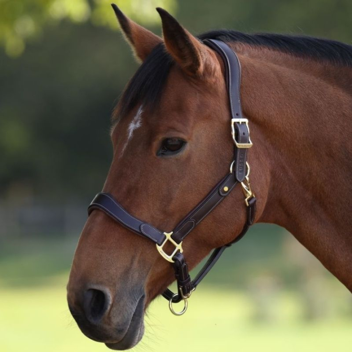 Lederhalfter LUSSO Lorca Braun in der Gruppe Pferdezubehör & Pferdebedarf / Halfter / Lederhalfter bei Equinest (SH425303BR_r)