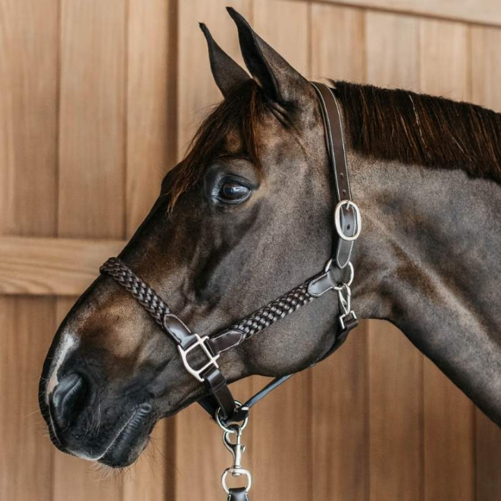 Lederhalfter Plaited WBD Braun in der Gruppe Pferdezubehör & Pferdebedarf / Halfter / Lederhalfter bei Equinest (WO09DBRCBR_r)