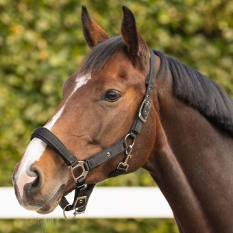 Halfter Deluxe Schwarz