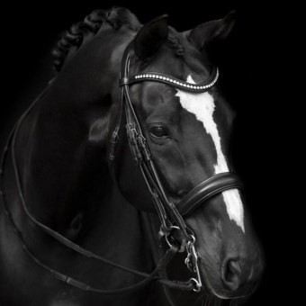 Kandarenzaum Delicato Supreme Schwarz