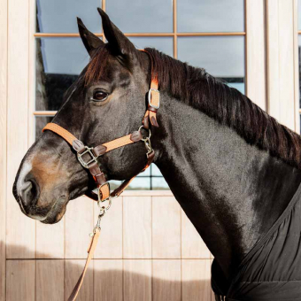 Halfter Plaited Nylon Orange