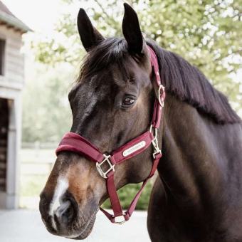 Halfter Velvet Bordeaux