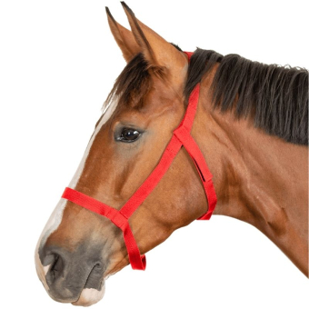 Weidehalfter Grazing Rot