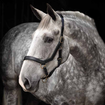 Lederhalfter Rambo Micklem Schwarz