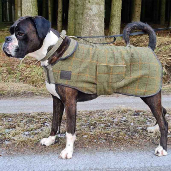Hundemantel Tweed Grün