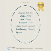 Steckenpferde Valentino Steckenpferde Valentino