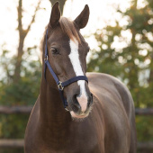 Halfter Slide Marineblau Halfter Slide Marineblau