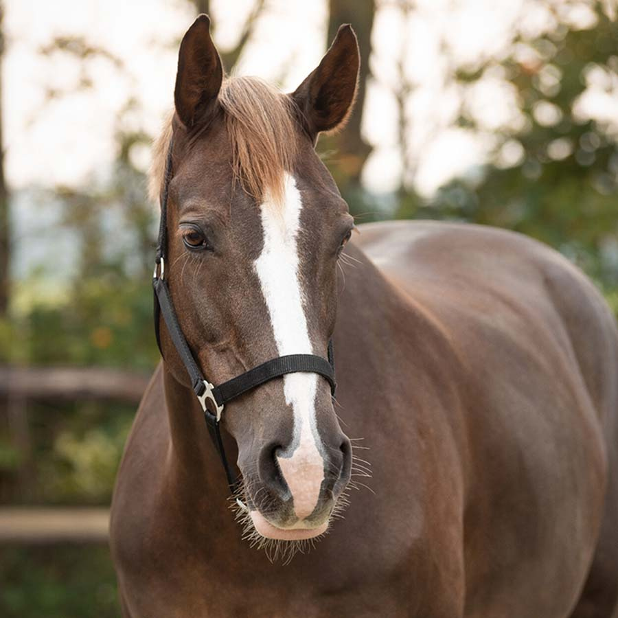 Halfter Slide Schwarz