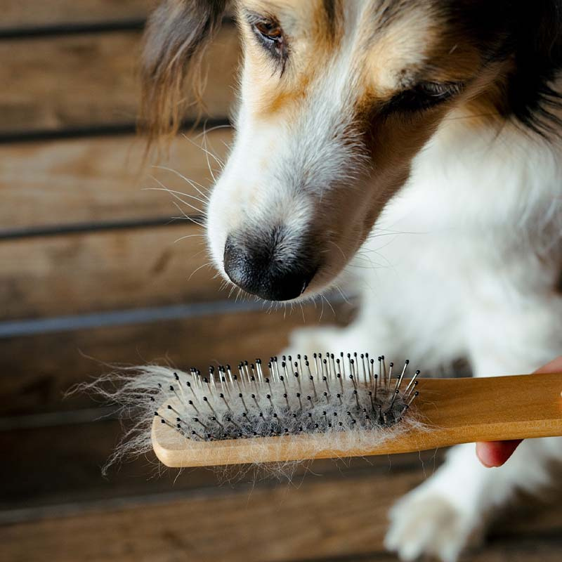 Mähne- & Schweifbürste Metallpiggar Braun