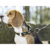 Hundehalsband Beagle Grün