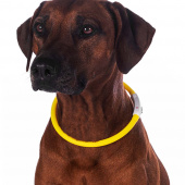 Hundehalsband LED-Lichter Gelb
