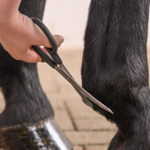 Schere Fetlock Shears Bend Schwarz Schere Fetlock Shears Bend Schwarz