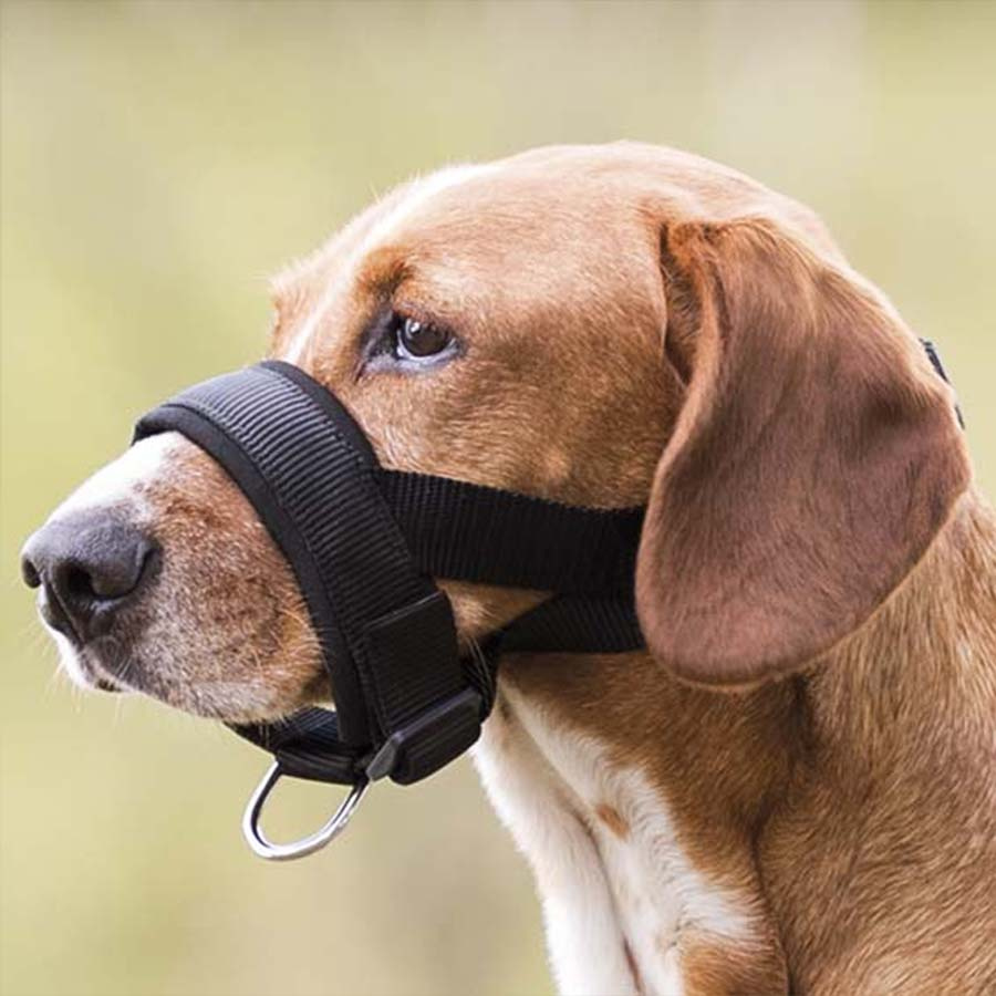 Nasenriemen mit Polsterung Schwarz