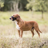 Nasenriemen mit Polsterung Schwarz Nasenriemen mit Polsterung Schwarz