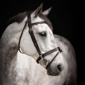 Trense Trainer Basic Dunkelbraun Trense Trainer Basic Dunkelbraun