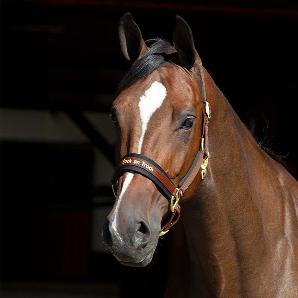 Halfter Werano Braun