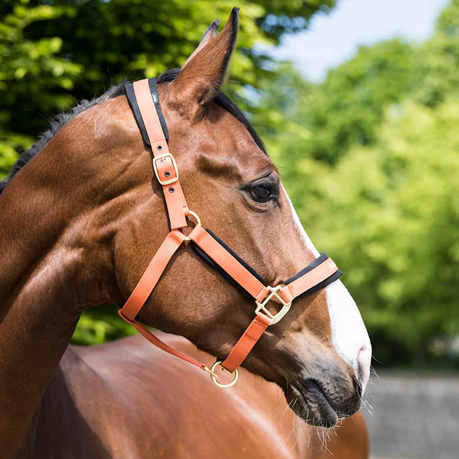 Halfter Werano Orange