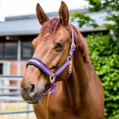 Halfter Werano Lila Halfter Werano Lila