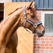 Halfter Werano Grau Halfter Werano Grau