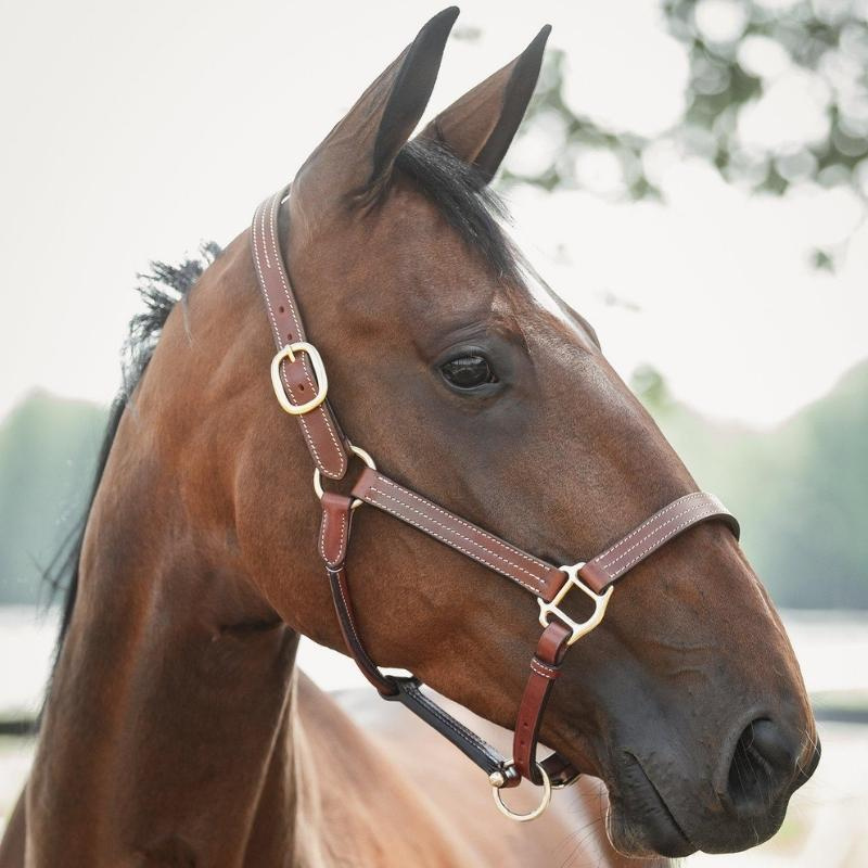 Lederhalfter Lexington Supreme Braun