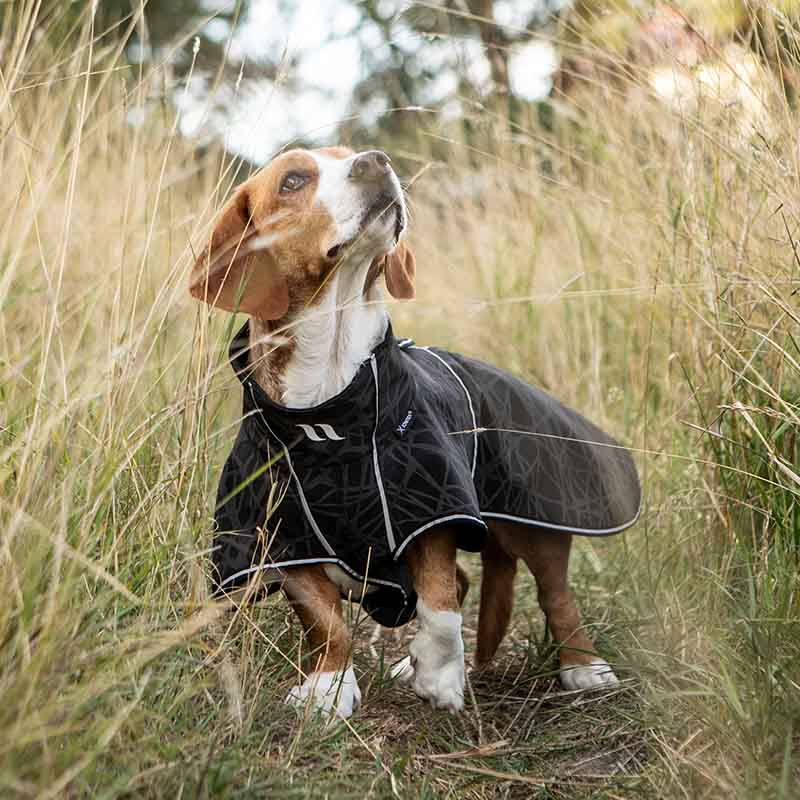 Hunde-Softshellmantel Buddy 2.0 Long Back Schwarz